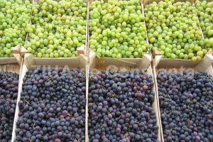 Grup Cereal Agrozoo SRL adauga o noua investitie la crama  Saidia din Pestera