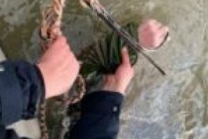 Stupoare în zona localităţii Baziaş! Cadavrul unui bărbat, plutind în apele Dunării
