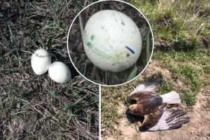 Vânătoare... cu otravă: Sute de ouă infectate puse ca momeală pentru păsări şi animale pe un fond de vânătoare din Bihor (FOTO)