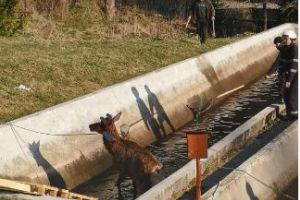 Cerb cazut intr-un bazin de pastravarie in localitatea Lapusna, salvat de pompieri 