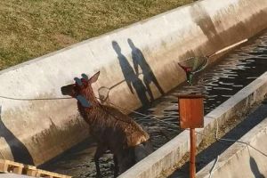 Cerb salvat de pompierii mureşeni