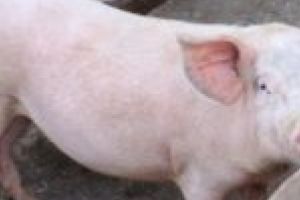Pesta porcină: Două focare din judeţul Timiş au fost stinse! Restricţii ridicate cu anumite condiţii!