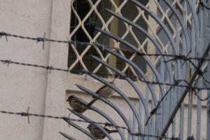 Update - Alertă în România! Un deţinut a evadat, sâmbătă, de la Penitenciarul Ploieşti