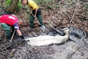 MORENI: Animal salvat de pompieri dintr-o groapă cu reziduuri petroliere. Era dispărut de o săptămână