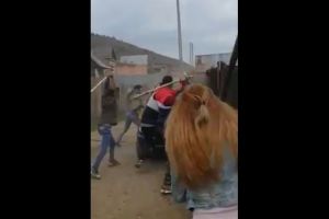 VIDEO: Scandal monstru în ziua de Paşti – Zeci de oameni se bat cu furci şi lopeţi sub ochii poliţiei