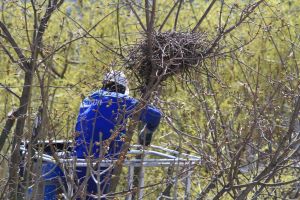 Distrugerea cuiburilor de ciori, cerută cu insistenţă de unii, deplânsă de iubitorii naturii (FOTO)