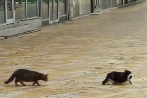 (FOTO) PISICILE ÎŞI FAC DE CAP ÎN CENTRU