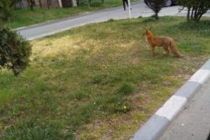 Inedit: Vulpe surprinsă de poliţiştii maramureşeni cu prada în gură (VIDEO)