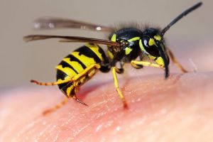 Cum recunoaştem alergia la înţepătura de insecte?