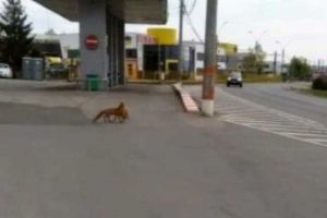 VIDEO| Vulpe care fura găini din curtea unor oameni, filmată de poliţişti: „Este o infracţiune flagrantă de furt calificat şi o trecere prin loc nepermis”