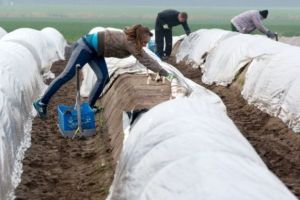 Români de la o fermă de sparanghel din Germania: „Am fost vânduţi, Guvernul şi-a dat străduinţa să plecăm” AUDIO