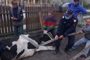FOTO Intervenţie cu „greutate” a pompierilor botoşăneni în a treia zi de Paşte! Au salvat o vacă dintr-un cămin de apă