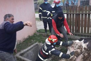 FOTO! Intervenţie dificilă a pompierilor botoşăneni. Au salvat o bovină căzută într-un cămin de apă