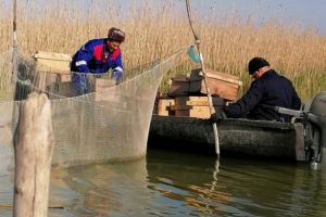 Campania de lansare a icrelor embrionate de salau pe lacul Razim, finalizata (galerie foto)