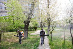 Constanta. Actiuni de dezinsectie in spatiile verzi dintre blocuri