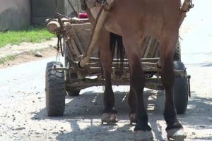 Căruţaş amendat pentru transport ilicit de material lemnos, în Gheorgheni