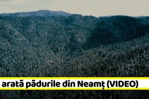 NEAMȚ: Cum arată pădurile din Neamţ administrate de Romsilva (VIDEO)