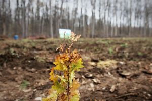 Peste 13 milioane de puieţi forestieri plantaţi de specialiştii Romsilva pe perioada stării de urgenţă