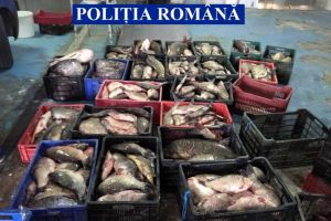 Tulcea: Sute de kilograme de peste proaspat, pescuite in perioada de prohibitie