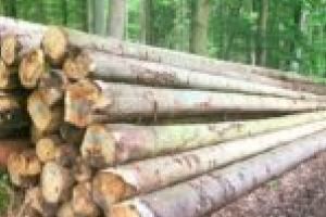 Atac al senatorului Chisăliţă la o decizie a PNL: „După desfiinţarea Gărzii Naţionale Forestiere, jaful din pădurile României a luat amploare”