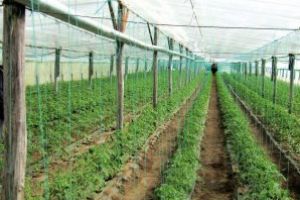 Oros: Comisia Europeană a aprobat majorarea plafonului alocat sprijinului cuplat pentru culturile de legume în spaţii protejate