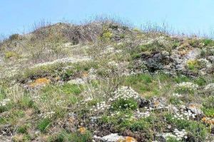 FOTO Plantă unicat în România care creşte la Botoşani, într-un singur loc
