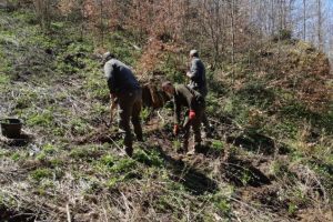 80.000 de puieţi – plantările de primăvară în pădurile Braşovului