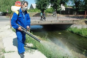 Dezinsecţia împotriva ţânţarilor şi muştelor începe vineri în Oradea