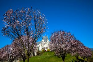 PARCUL PALAS A ÎNFLORIT ÎNTR-UN SPECTACOL AL PRIMĂVERII, CARE EMANĂ OPTIMISM