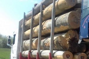 Buşteni de fag în valoare de peste 5.200 lei, confiscaţi dintr-un camion în Vârciorog. Şoferul făcuse mai multe transporturi cu aceleaşi acte