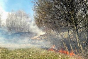 Foc în pădurea din Budureasa: Mai mulţi arbori s-au făcut scrum (FOTO / VIDEO)
