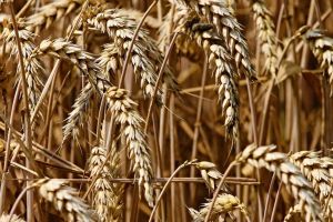 Secetă peste pandemia de coronavirus, în România: 2,9 milioane de hectare de culturi de toamnă sunt afectate