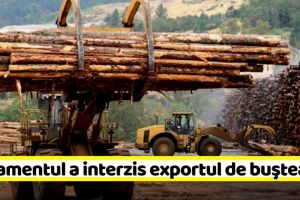 Parlamentul a votat! Exportul de buştean, interzis pe o perioadă de 10 ani