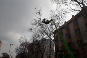 Campanie de distrugere a cuiburilor de ciori din Suceava, de săptămâna viitoare