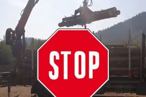 Exportul de buştean, interzis timp de 10 ani. Doina Pană: Realitatea este una singură