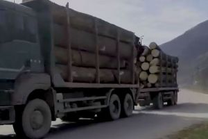 Ionuţ Simionca: Efectele pozitive ale interzicerii exportului de buşteni nu vor întârzia să apară