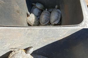 Ţestoase la gunoi: Zeci de reptile, mutate cu tomberonul, în Băile Felix