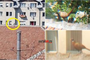 FOTO. Fazan pe un acoperiş în Micro 14. Efectul izolării la domiciliu