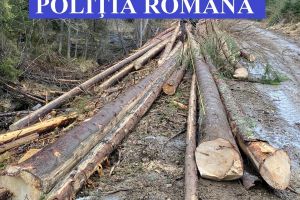 Cu sau fără ordonanţe militare, pădurea Clujului dispare încet