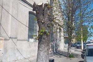Plangere penala pentru firmele care desfasoara activitatile de taiere si toaletare a arborilor din municipiul Constanta