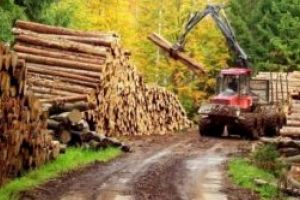 Se interzice pe 10 ani exportul de buştean în spaţiul extracomunitar. Decizia luată de Parlament