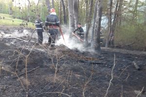FOTO Pădure din Botoşani, afectată de incendiu