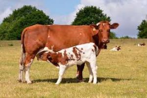 #ConstantaEsteBine: Animale si oameni - relationari emotionale descrise de dr. Sorina Soescu