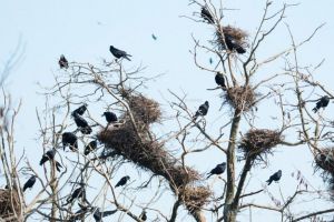 Campanie de distrugere a cuiburilor de ciori din Suceava, de săptămâna viitoare