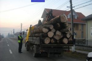 Transporturi ilegale de material lemnos, depistate în trafic de poliţişti