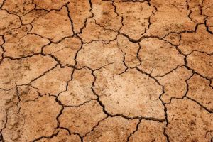 Secetă în Ialomiţa. 276 de producatori au solicitat evaluarea pagubelor pentru o suprafaţă de 16.800 ha