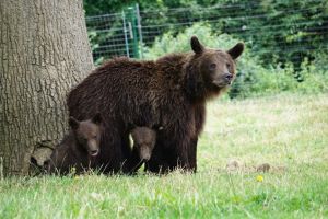 Urşii de la Libearty Zărneşti riscă să rămână fără hrană