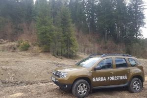 Garda Forestieră a descoperit locul de unde a fost tăiat ilegal lemnul dintr-un transport ...