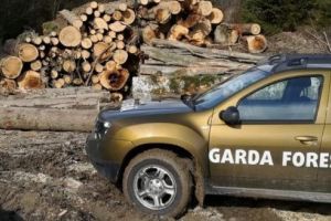 Mureş: Amendă de 2.500 de lei pentru o contravenţie silvică!