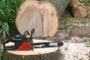 Un bărbat de 39 de ani din Făget, prins în flagrant în timp ce tăia ilegal arbori. Bărbatul s-a ales cu dosar penal